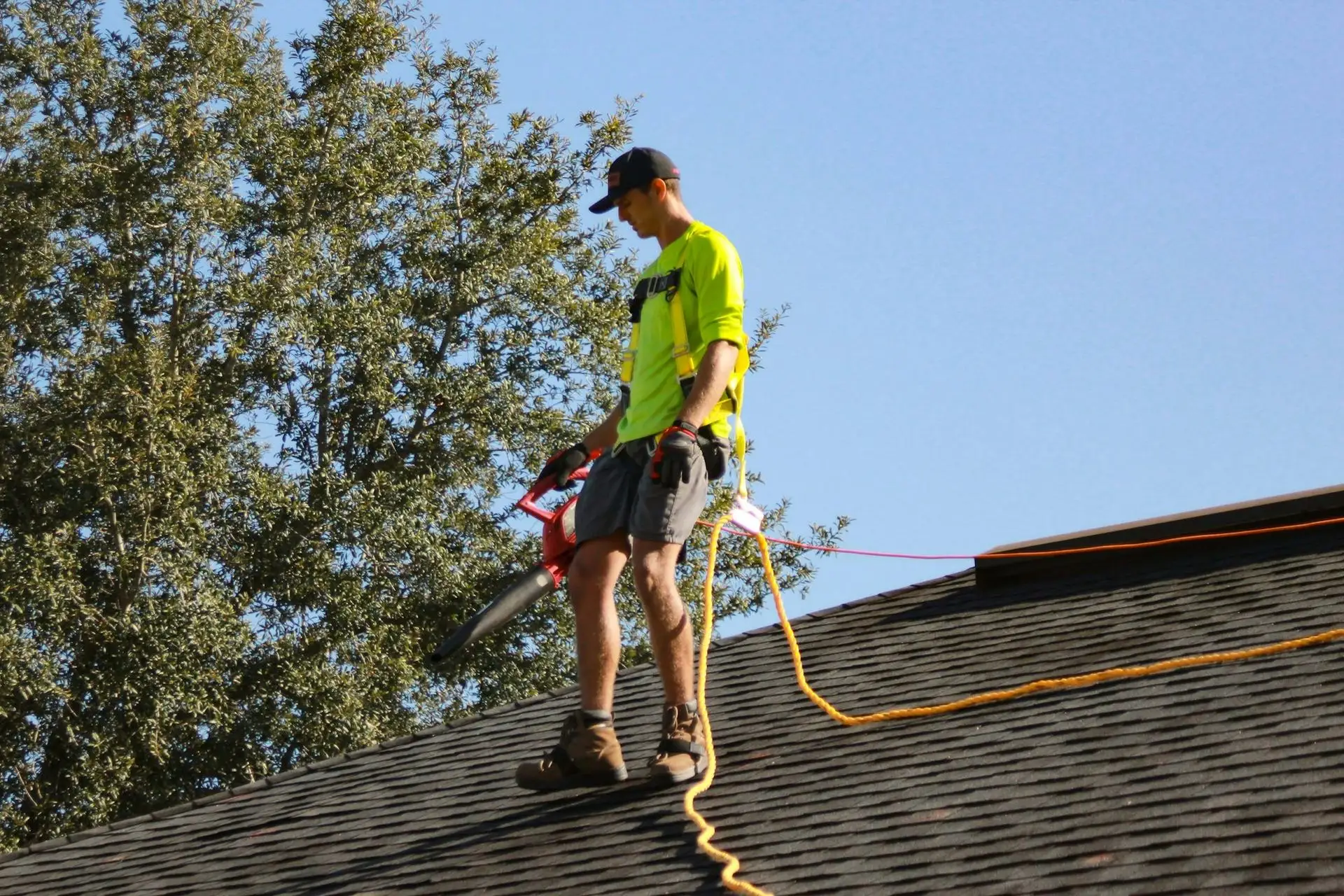 Roofer in a safety harness walking a shingle roof beside a large shade tree